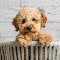 Item logo image for Dog Cuties